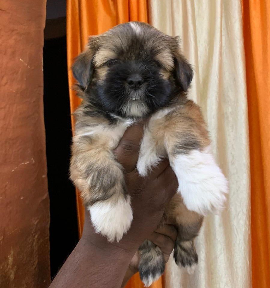 Buy Male Lhasa Apso Puppy from Bangalore